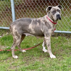 Fauna Is Seeking Foster