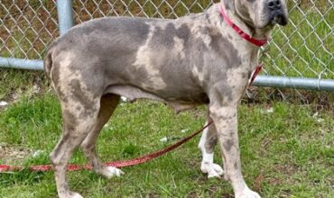 Fauna Is Seeking Foster