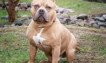Hammie Needs a Foster