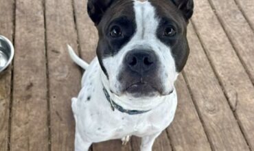 Hydrangea Needs a Foster