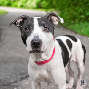 Juggernaut Needs a Foster