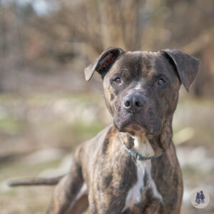 Mumble Needs a Foster