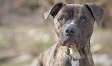 Mumble Needs a Foster
