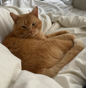 Orchard Needs a Foster
