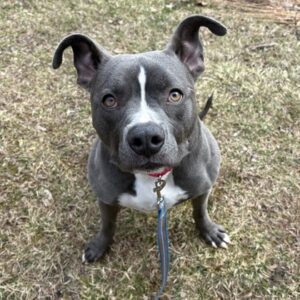 Rylo Needs a Foster