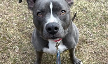 Rylo Needs a Foster