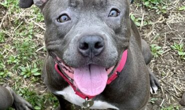 Snapdragon is Seeking Foster