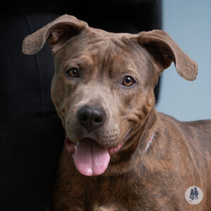 Tarragon Would Love a Foster