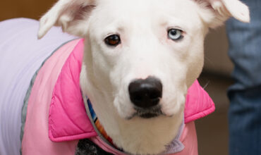 Vanilla Bean Would Love a Foster