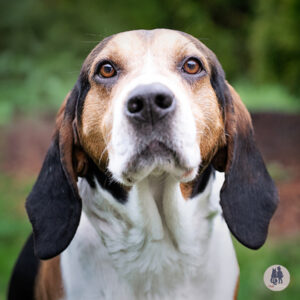Woody Needs a Foster