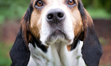 Woody Needs a Foster