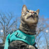 Harness-training your cat