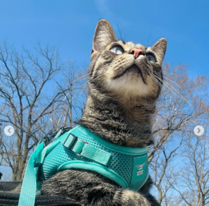 Harness-training your cat