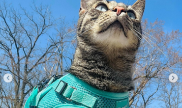 Harness-training your cat