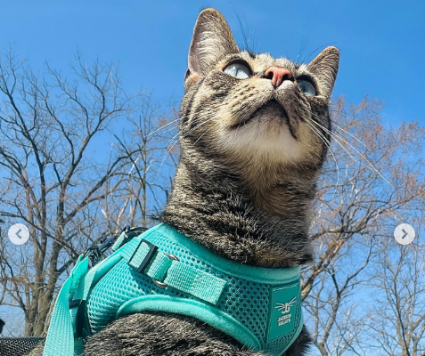 Harness-training your cat
