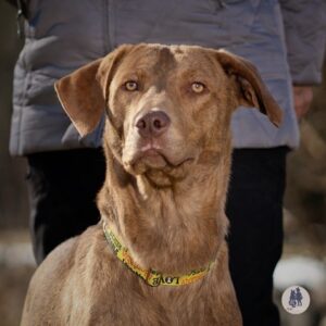 Finn Needs a Foster