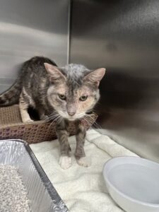 Autumn Would Love A Foster