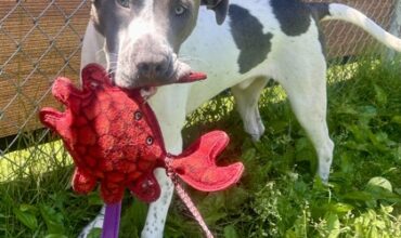 Capri-Sun Needs a Foster