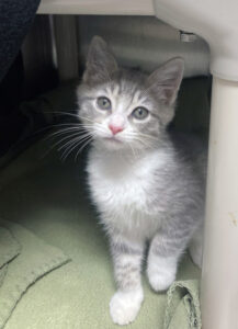 Cat Benatar Would Love a Foster