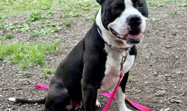 Chili Would Love a Foster