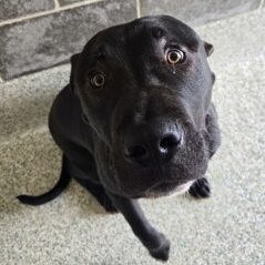 Diesel Truck Would Love A Foster