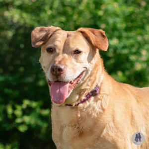 Dolly Would Love a Foster