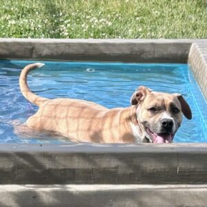 Emri Would Like A Foster