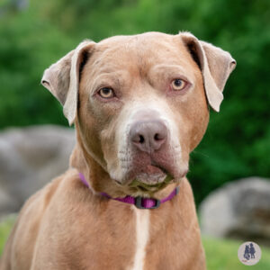 Enzo Wants a Foster