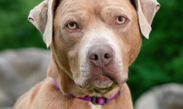 Enzo Wants a Foster