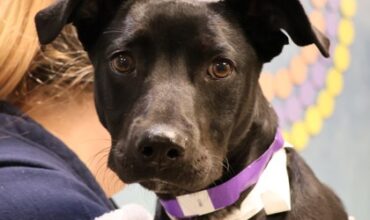Frankie Needs a Foster