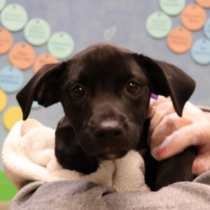 Here Comes the Sun Would Like A Foster