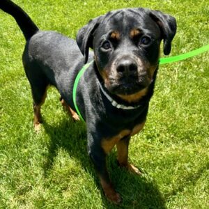 Karma Wants a Foster