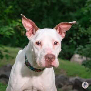Keebler Would Like A Short-Term Foster