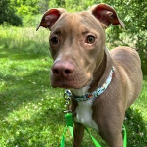 Leonidas Wants A Foster