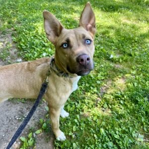 Loki Wants a Foster