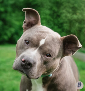 Lupine Needs a Foster