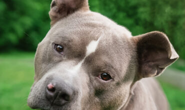 Lupine Needs a Foster