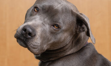 Mildred Wants a Foster