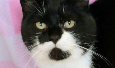 Miniun Could Use a Foster