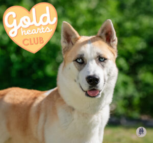 Nikita Is Seeking Foster