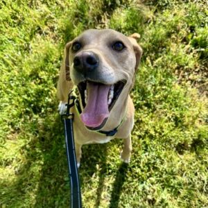 Parfait Needs a Foster