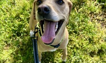 Parfait Needs a Foster