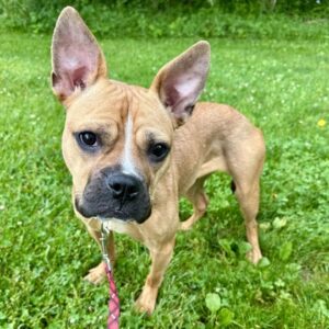 Primrose Would Love a Foster