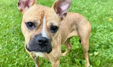Primrose Would Love a Foster
