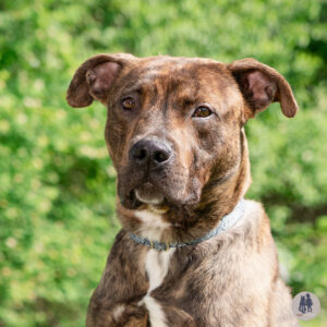 Rocklee Needs a Foster