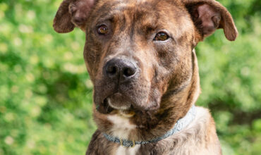 Rocklee Needs a Foster