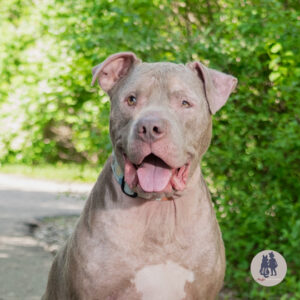 Rocky Roo Needs a Foster