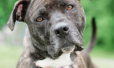 Royal Is Seeking Foster
