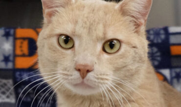Toby Needs a Foster