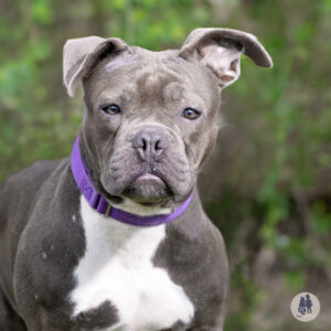 Viburnum Would Love a Foster